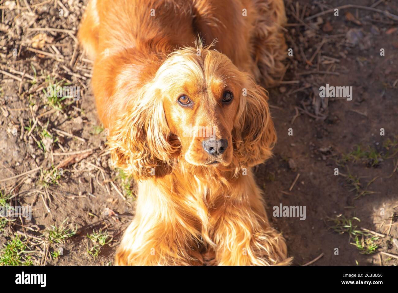 Giovane rosso inglese Cocker Spaniel cane ritratto Foto Stock