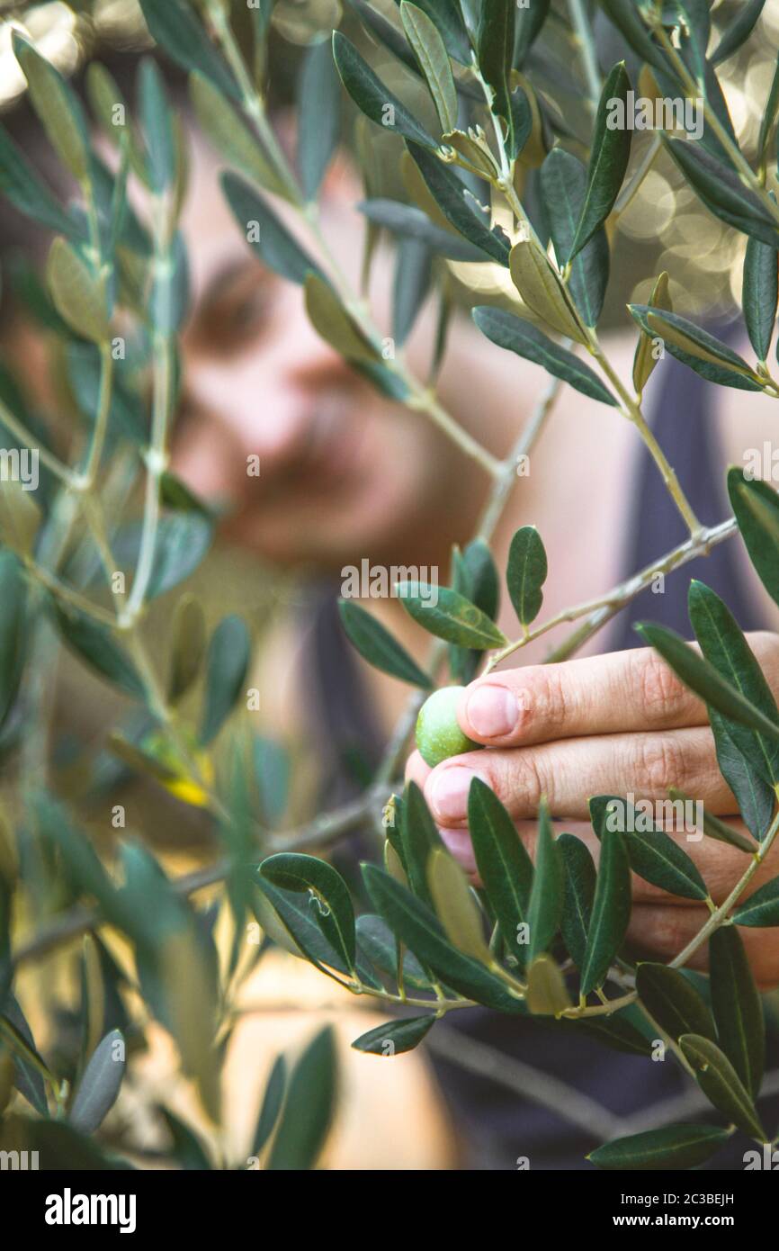 L'agricoltore è in fase di mietitura e raccolta delle olive di olive farm. Giardiniere in Olive garden raccolto. Olive garden Foto Stock