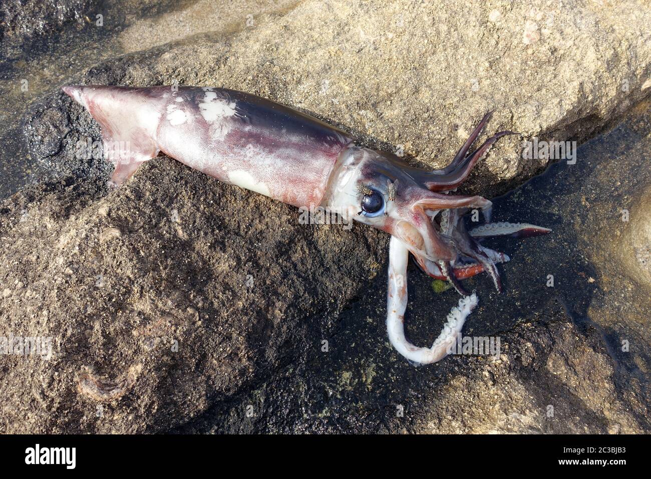 Toter Gemeiner Kalmar (Loligo vulgaris) am Strand, Bafra, Türkische Republik Nordzypern Foto Stock