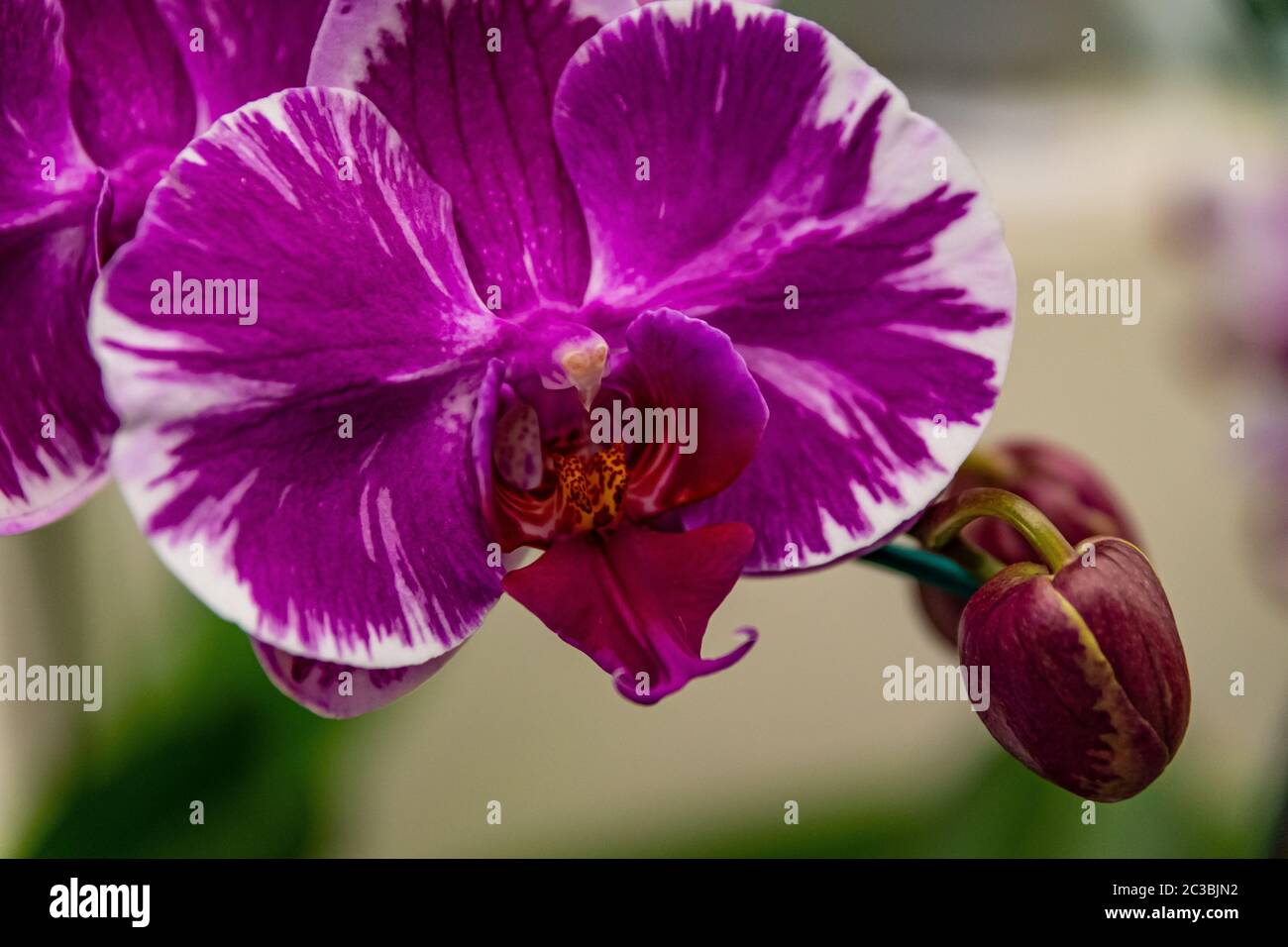 bellissimi fiori colorati in primo piano Foto Stock