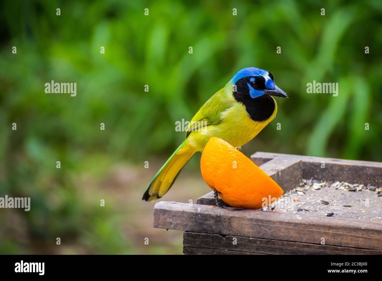 Un Jay Verde Nel Parco Statale Estero Llano Grande, Texas Foto Stock