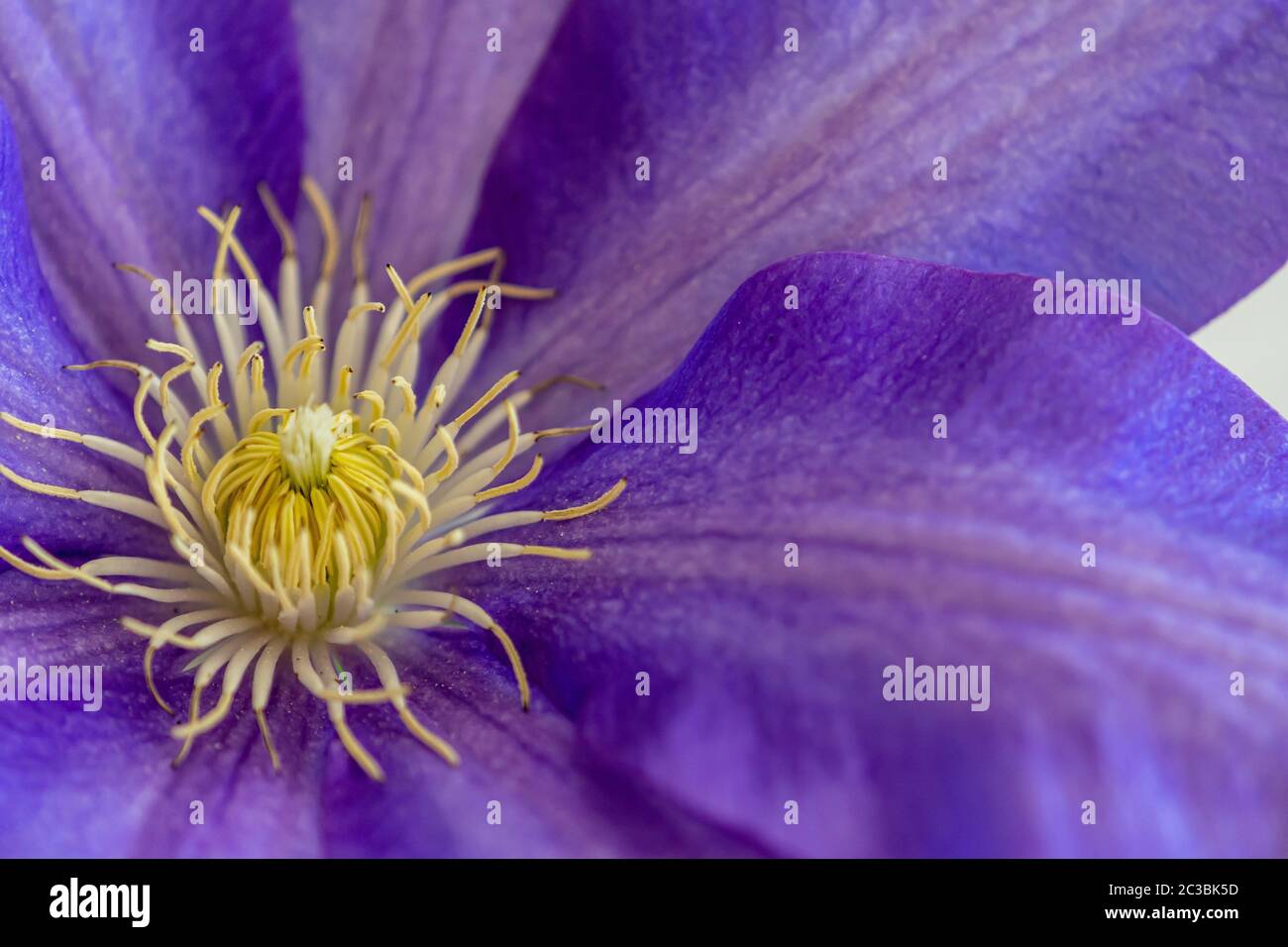 bellissimi fiori colorati in primo piano Foto Stock