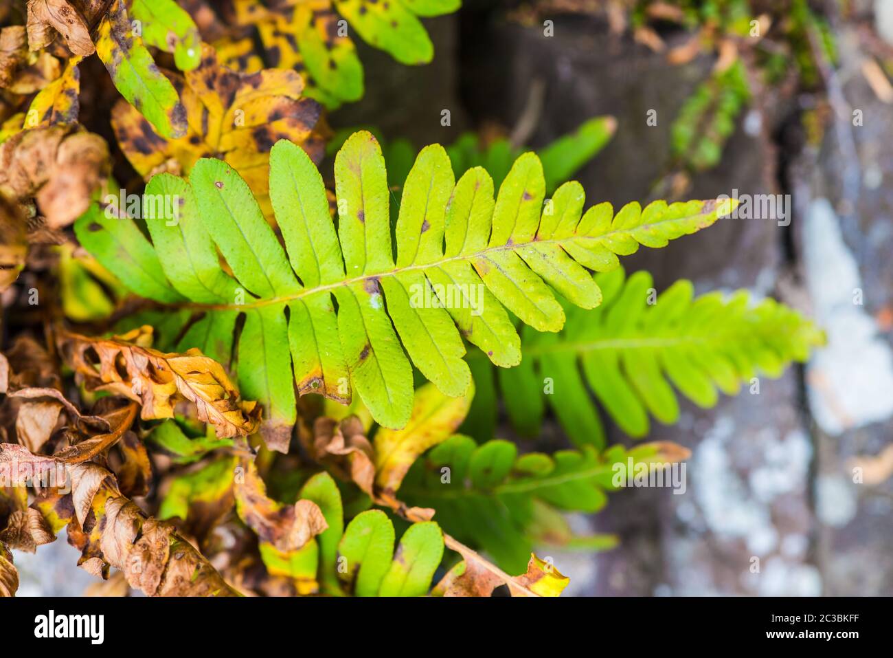 Felce polypody comune che cresce su un muro nel Regno Unito Foto Stock