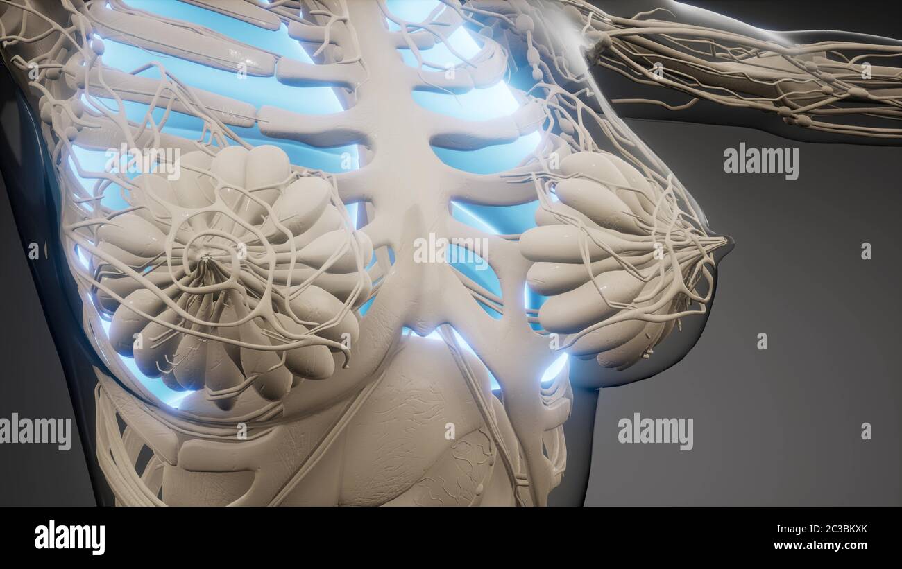 Polmoni umani esame radiologico Foto Stock