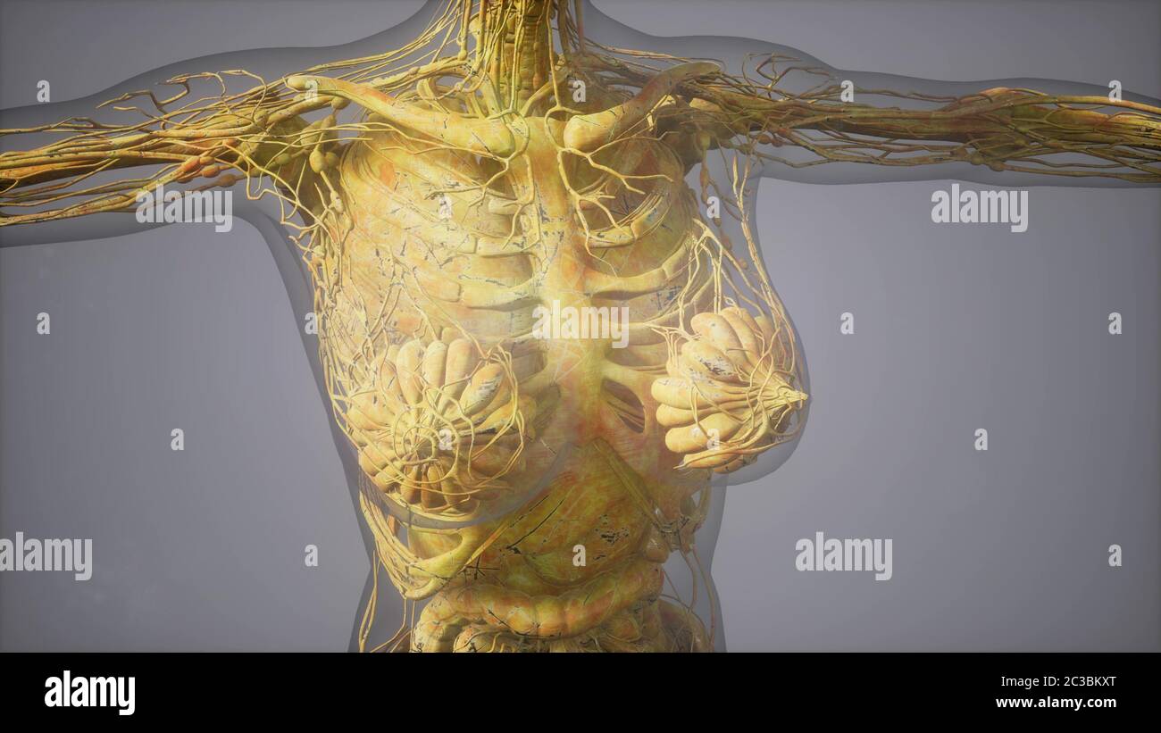 Modello che mostra anatomia del corpo umano illustrazione Foto Stock