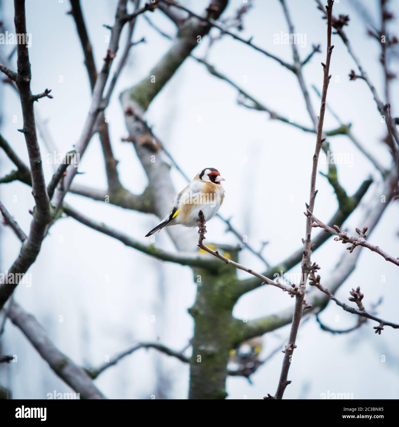 Goldfinch su un ramo di un albero nella fauna selvatica Foto Stock