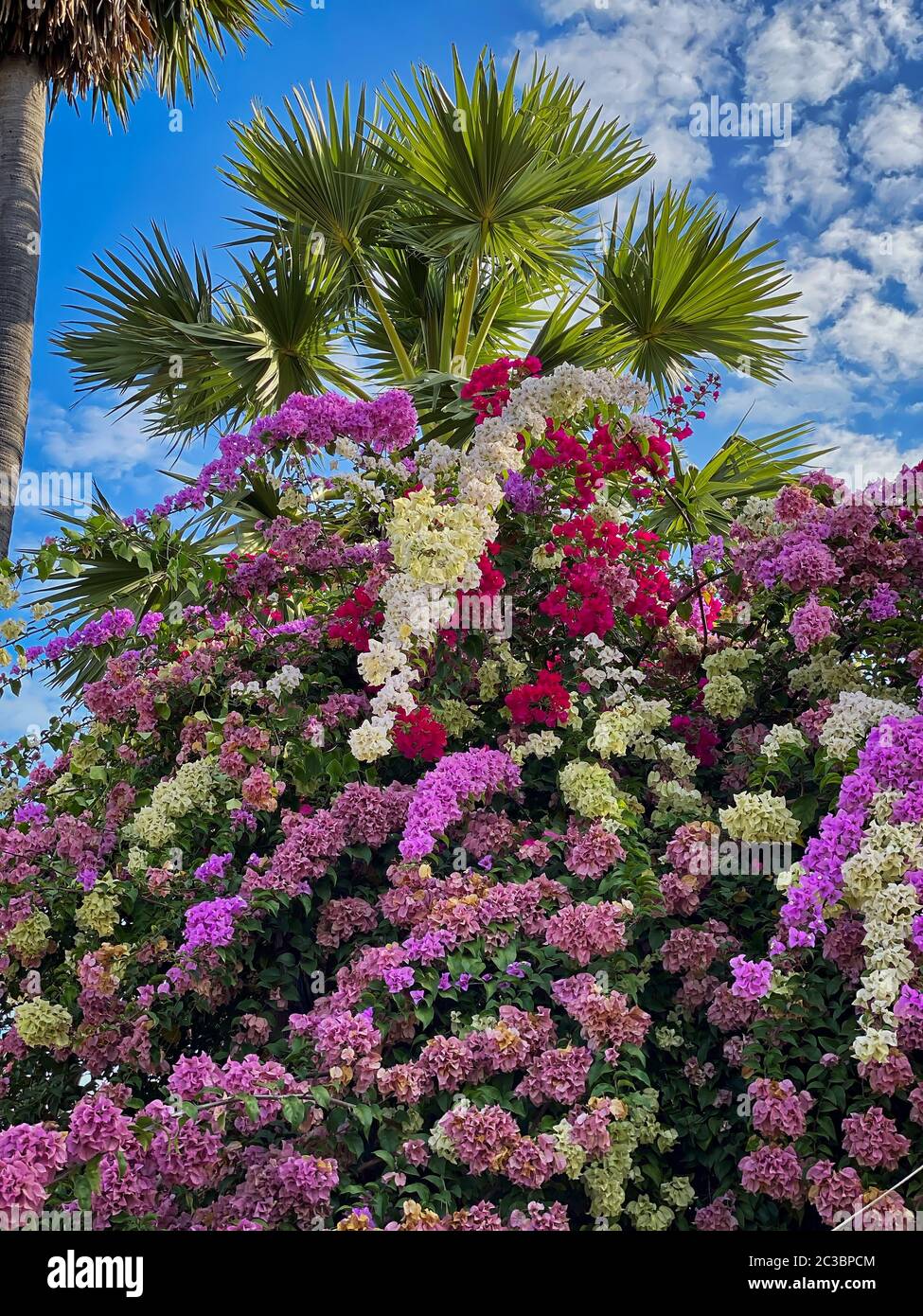 Tropical Bush Flower Heads, pianta colorata con palme Foto Stock