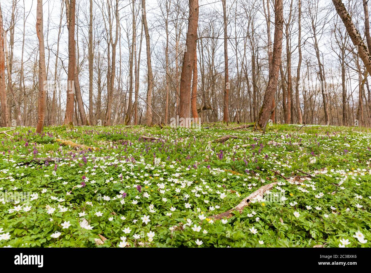 tappeto di anemoni in fiore nella foresta Foto Stock
