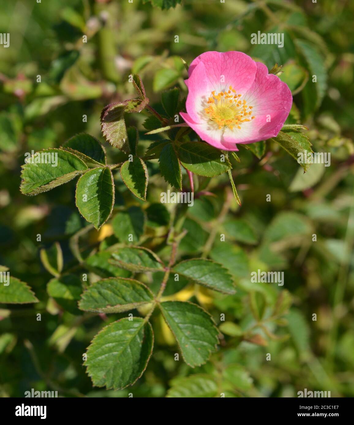 Anche di rose lungo la strada Foto Stock