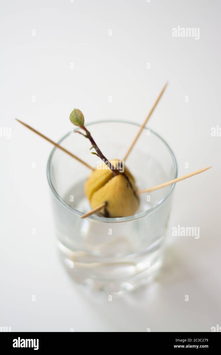 Coltivando avocado semina da seme nell'acqua. Il seme è sostenuto da dentifrici ed è in un bicchiere d'acqua. Germogli verdi con foglie che crescono Foto Stock