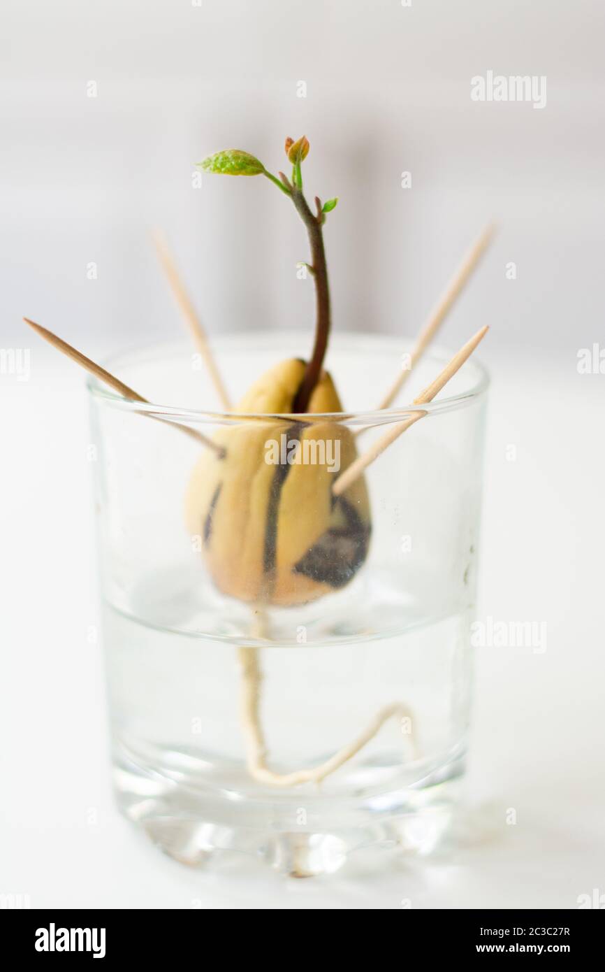 Coltivando avocado semina da seme nell'acqua. Il seme è sostenuto da  dentifrici ed è in un bicchiere d'acqua. Germogli verdi con foglie che  crescono Foto stock - Alamy