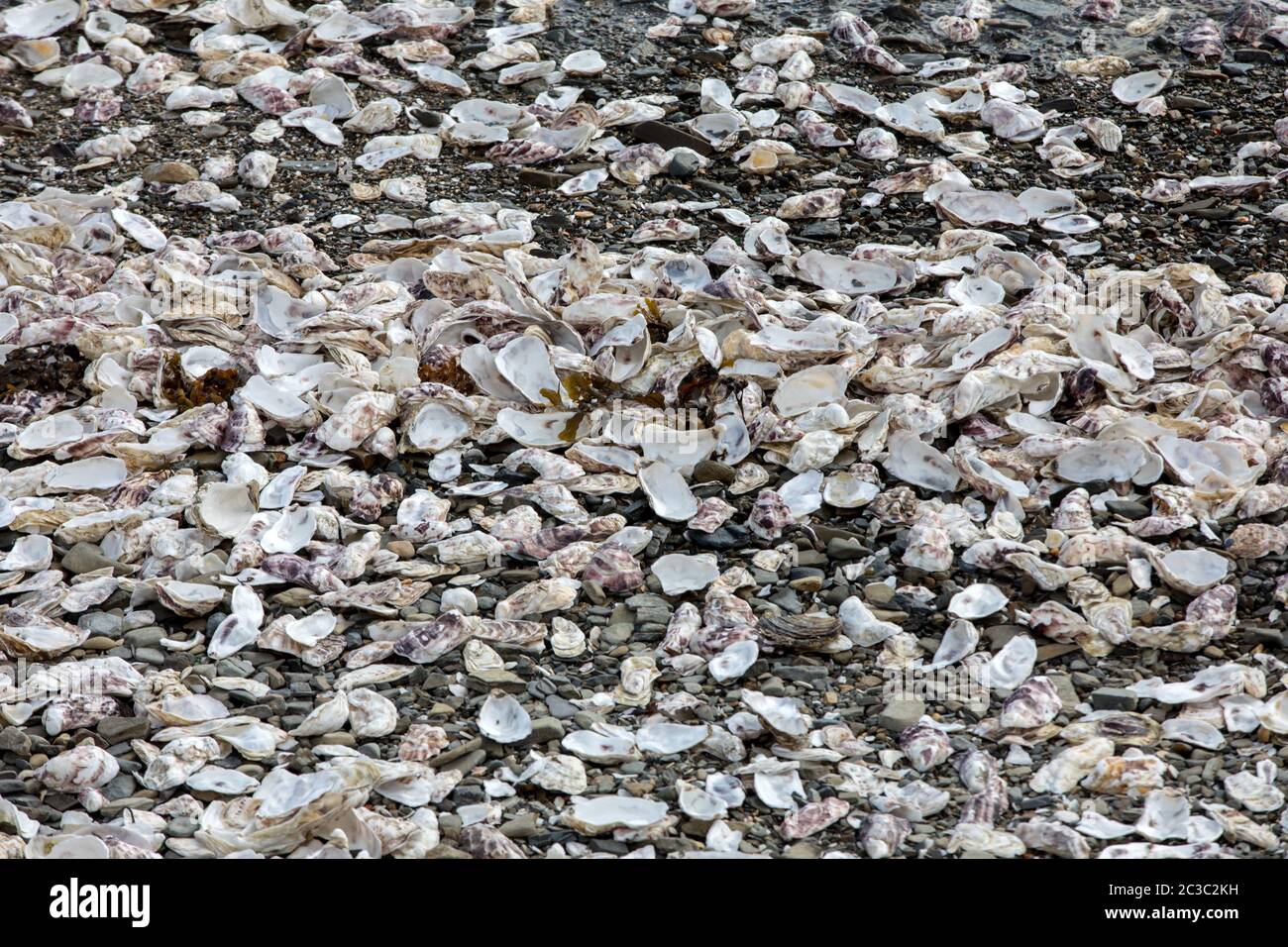 Ille dei gusci vuoti di ostriche mangiato gettato sul pavimento del mare a Cancale, famoso per allevamenti di ostriche. Brittany, Francia Foto Stock