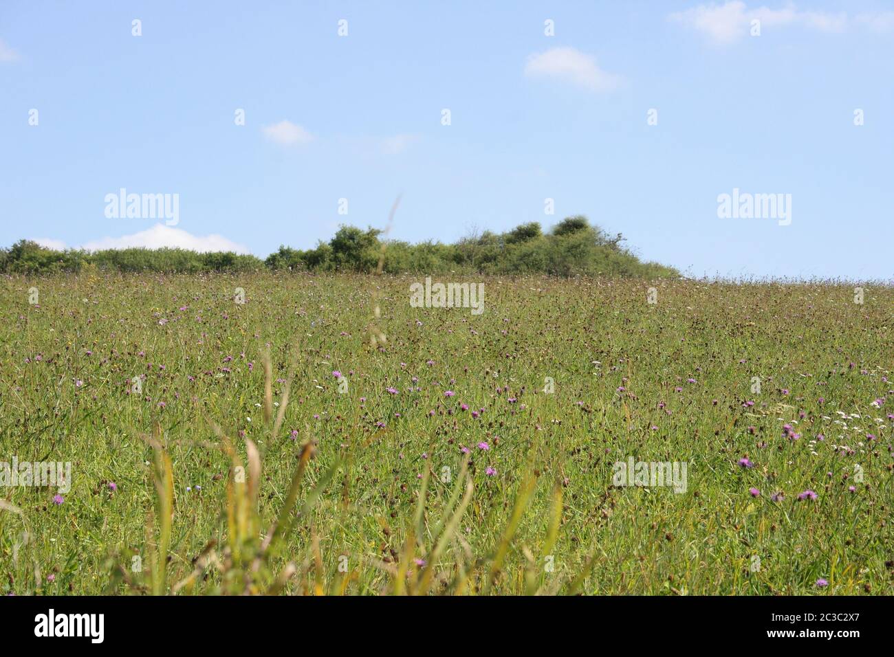 Un prato estivo con la foresta in background Foto Stock