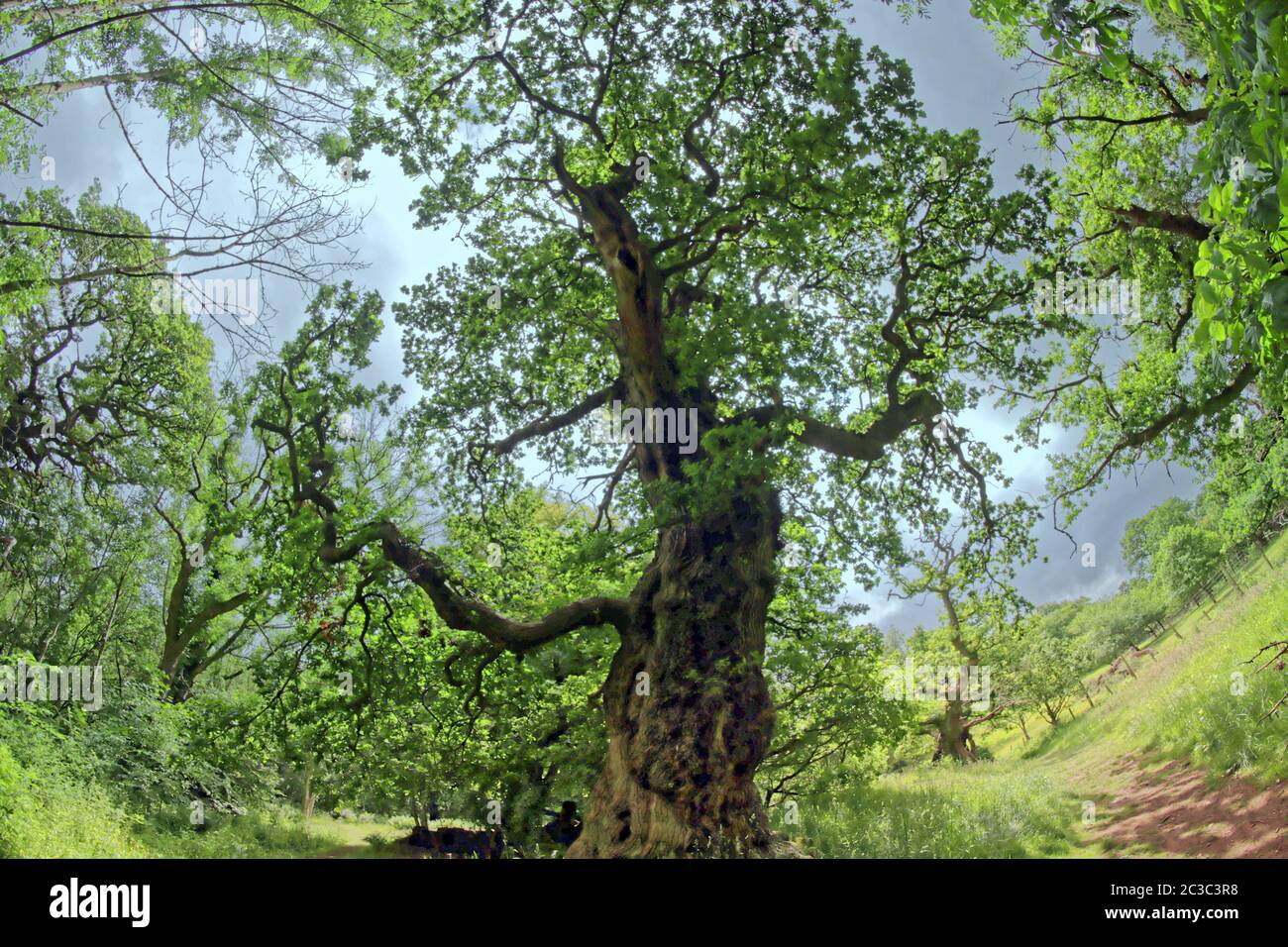 Hamilton, Scozia, UK, 19 giugno 2020: Regno Unito Meteo: Chatelherault Country Park era soleggiato con i visitatori le querce cadzow di 500 anni sono famose per le persone che vedono i volti umani nelle loro stalle e sono paragonate alle tende da parte della gente del posto il vandalismo severo ha visto il tronco interno bruciato. Credit: Gerard Ferry/Alamy Live News Foto Stock