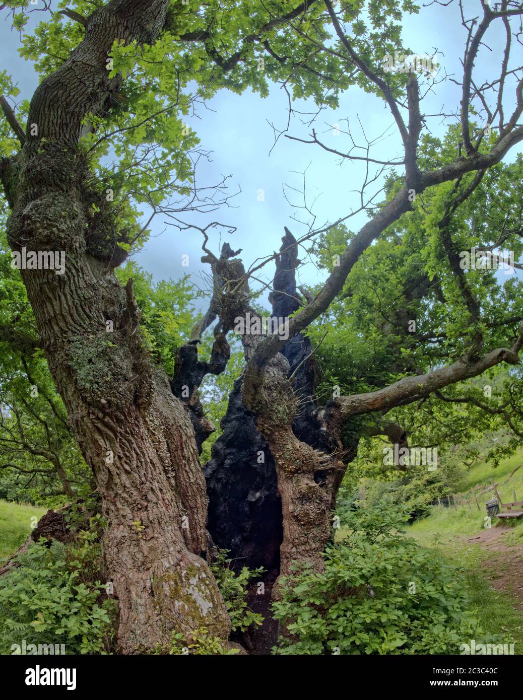 Hamilton, Scozia, UK, 19 giugno 2020: Regno Unito Meteo: Chatelherault Country Park era soleggiato con i visitatori le querce cadzow di 500 anni sono famose per le persone che vedono i volti umani nelle loro stalle e sono paragonate alle tende da parte della gente del posto il vandalismo severo ha visto il tronco interno bruciato. Credit: Gerard Ferry/Alamy Live News Foto Stock