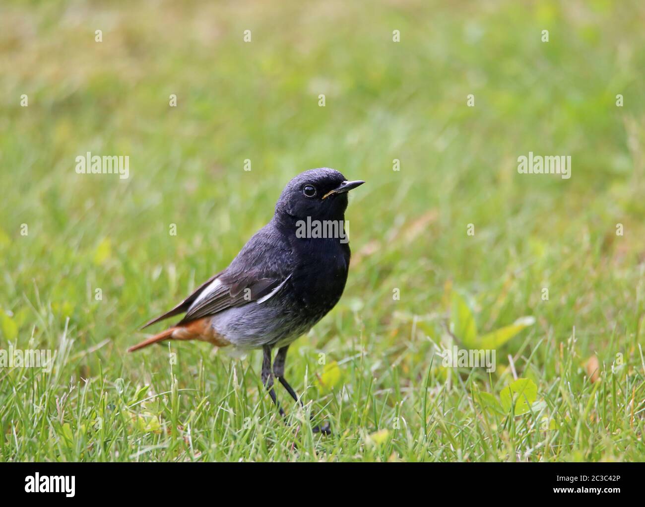 Ritratto della casa maschile rosso fenicurus ocruros su prato Foto Stock