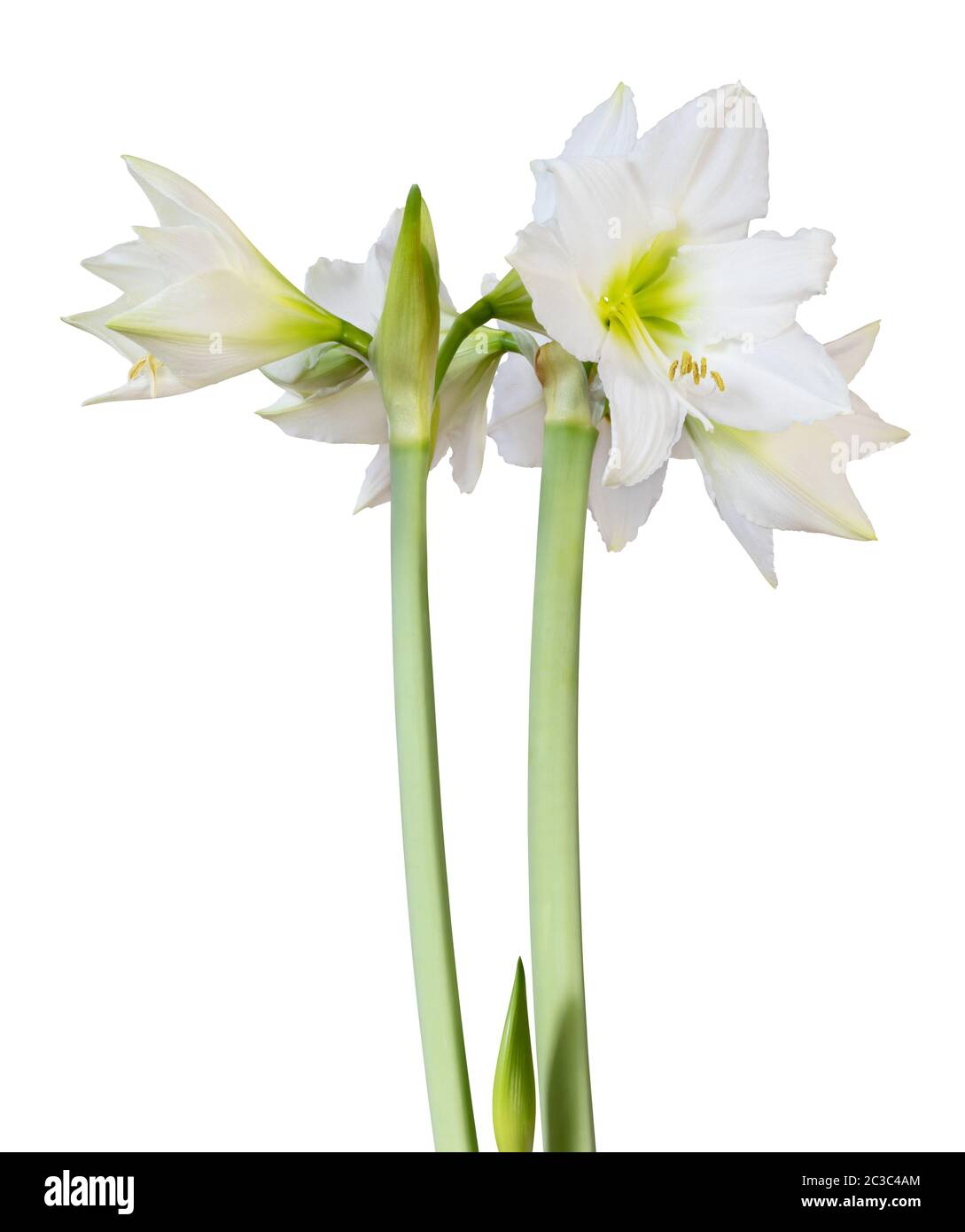 Meraviglioso bouquet di Amaryllis bianco (Amaryllidaceae, Hippeastrum) con germoglio isolato su sfondo bianco, compreso il sentiero di ritaglio. Germania Foto Stock