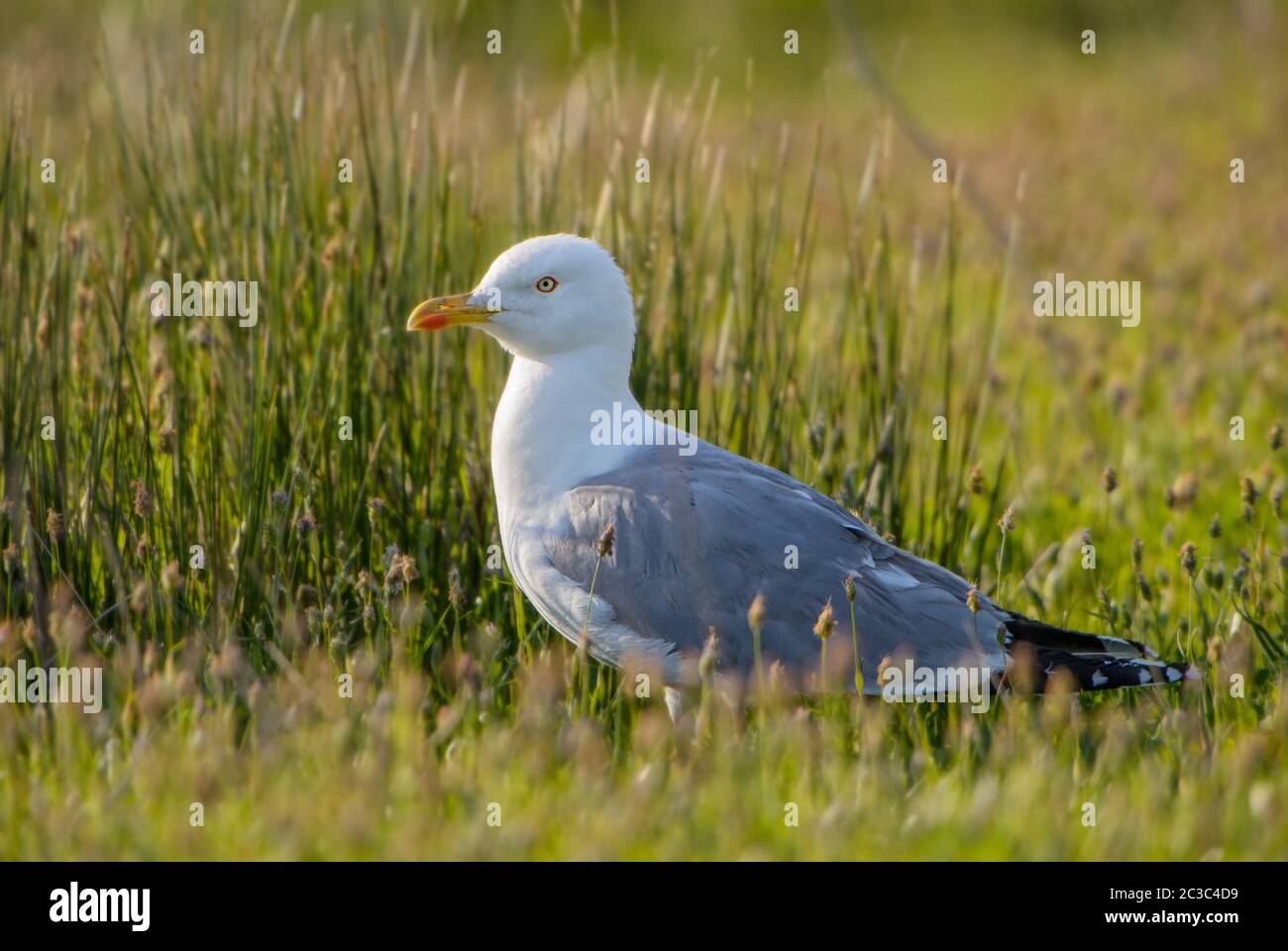 Gabbiano a zampe gialle - Larus michahellis, gabbiano comune di grandi dimensioni dalle coste e dalle acque europee, isola di Pag, Croazia. Foto Stock