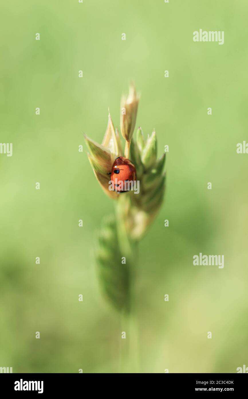 Macro foto di un Ladybug Foto Stock