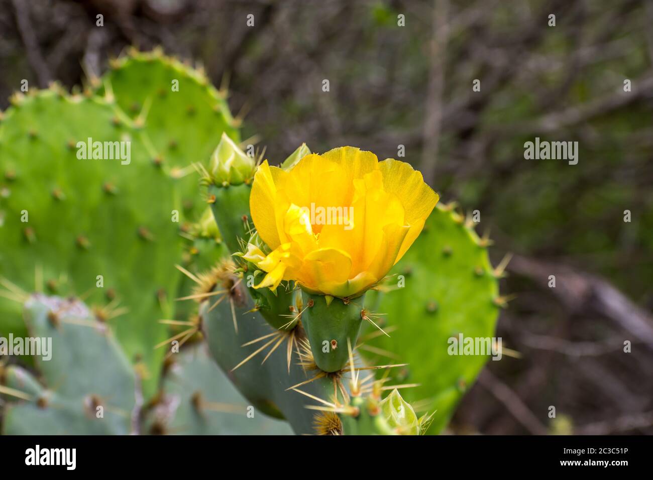 Un verde giallo piante di cactus fioritura in Estero Llano Grande state Park, Texas Foto Stock