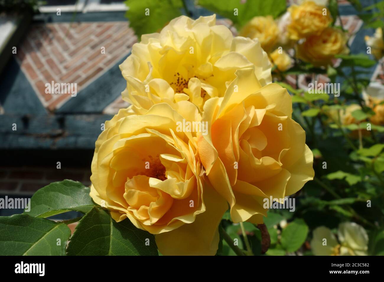 Rose di colore giallo Foto Stock