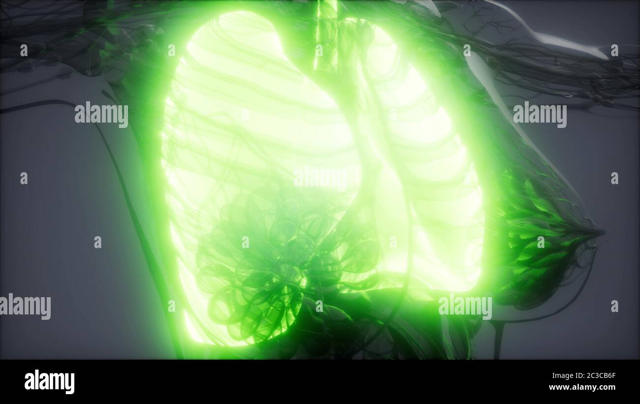 Polmoni umani esame radiologico Foto Stock