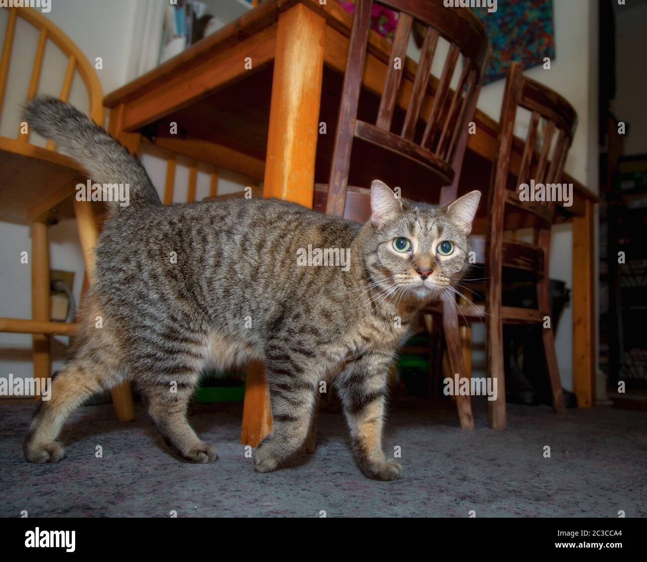 Cat a strisce che cammina di fronte alla telecamera Foto Stock