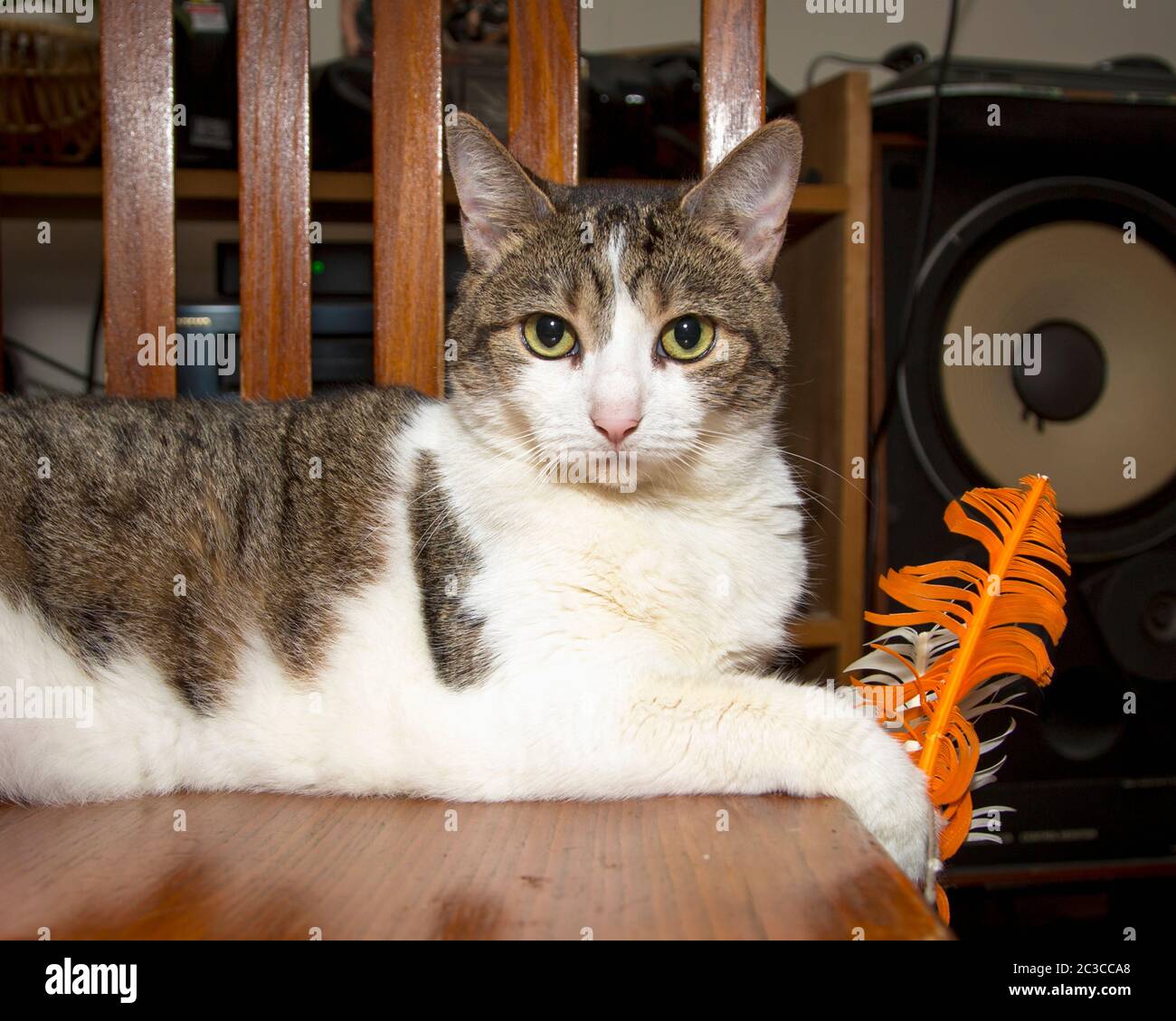 Ritratto di un gatto a strisce grigie e bianche che si rilassa sulla sedia Foto Stock