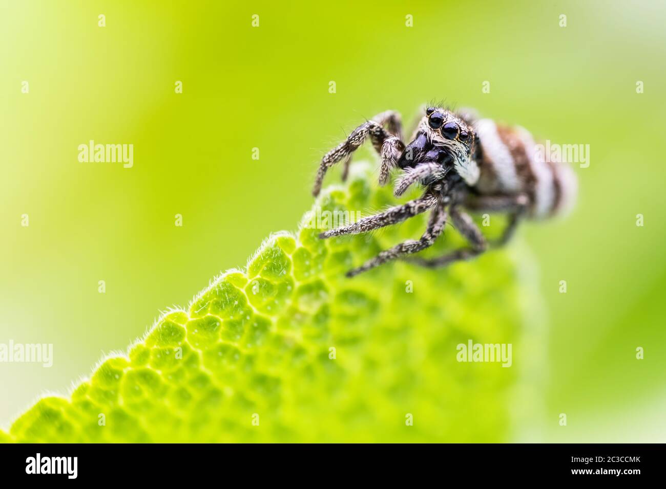 Una femmina che salti Spider guardando mentre si appende sul lato di una foglia di Sage in un giardino urbano in un giorno estivo Foto Stock