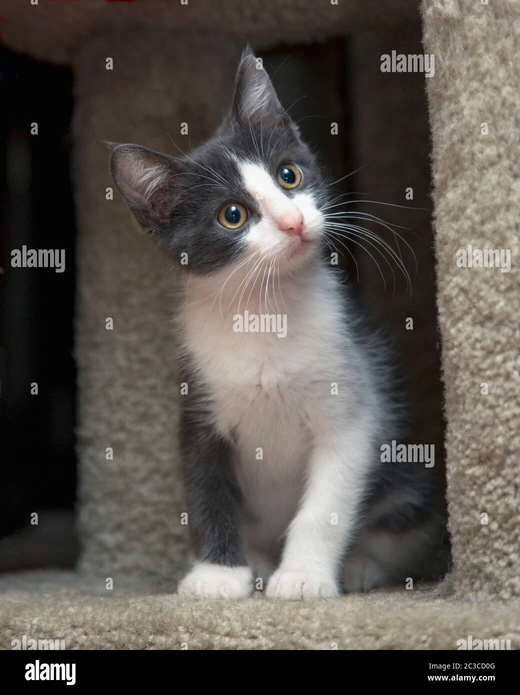 Ritratto di un piccolo gattino bianco e grigio fuzzy Foto Stock