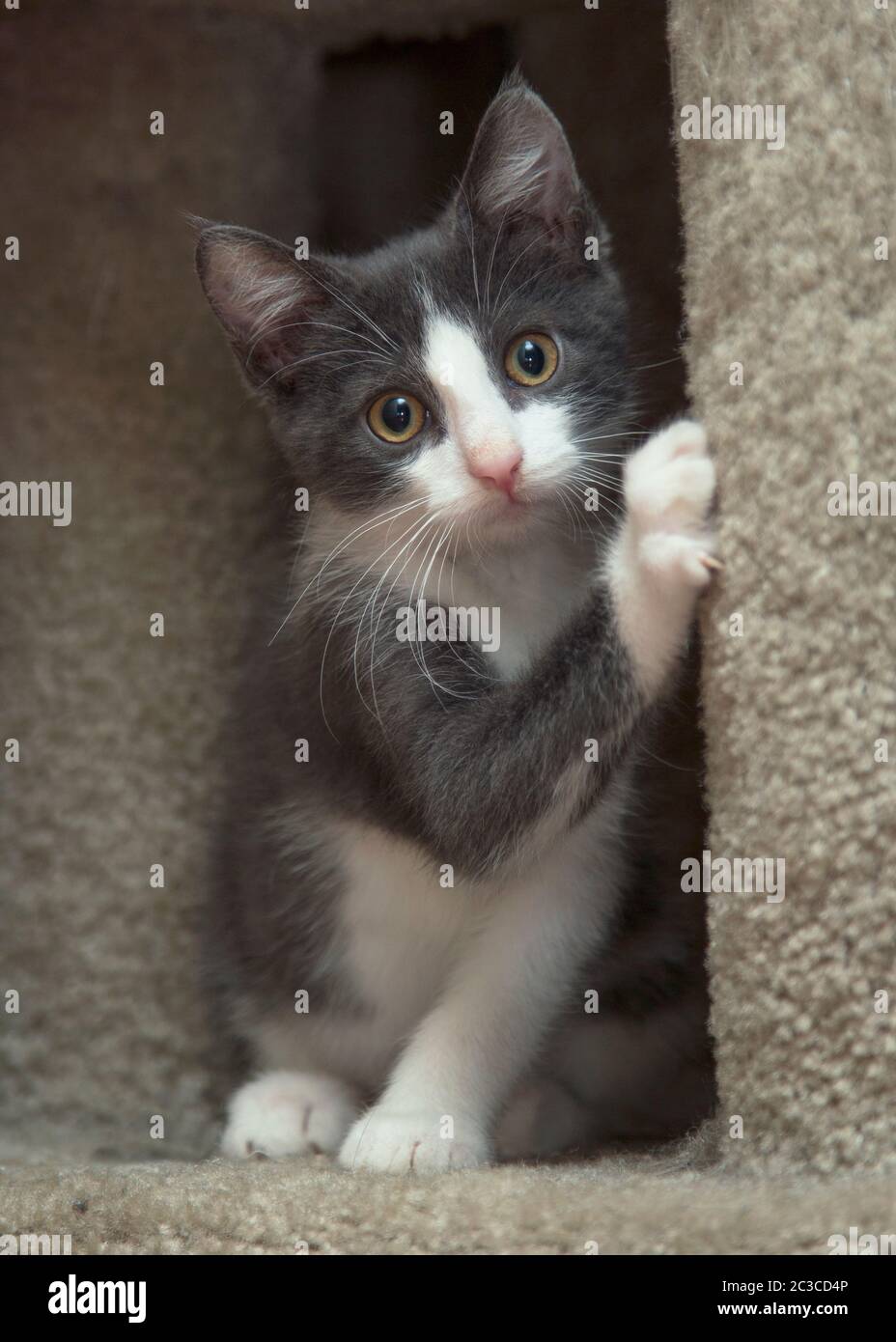 Ritratto di un piccolo gattino bianco e grigio fuzzy Foto Stock