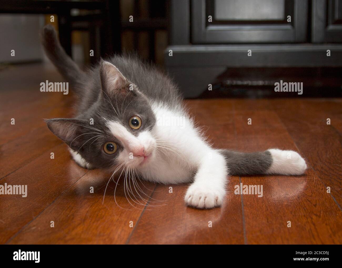 Ritratto di un piccolo gattino bianco e grigio fuzzy Foto Stock