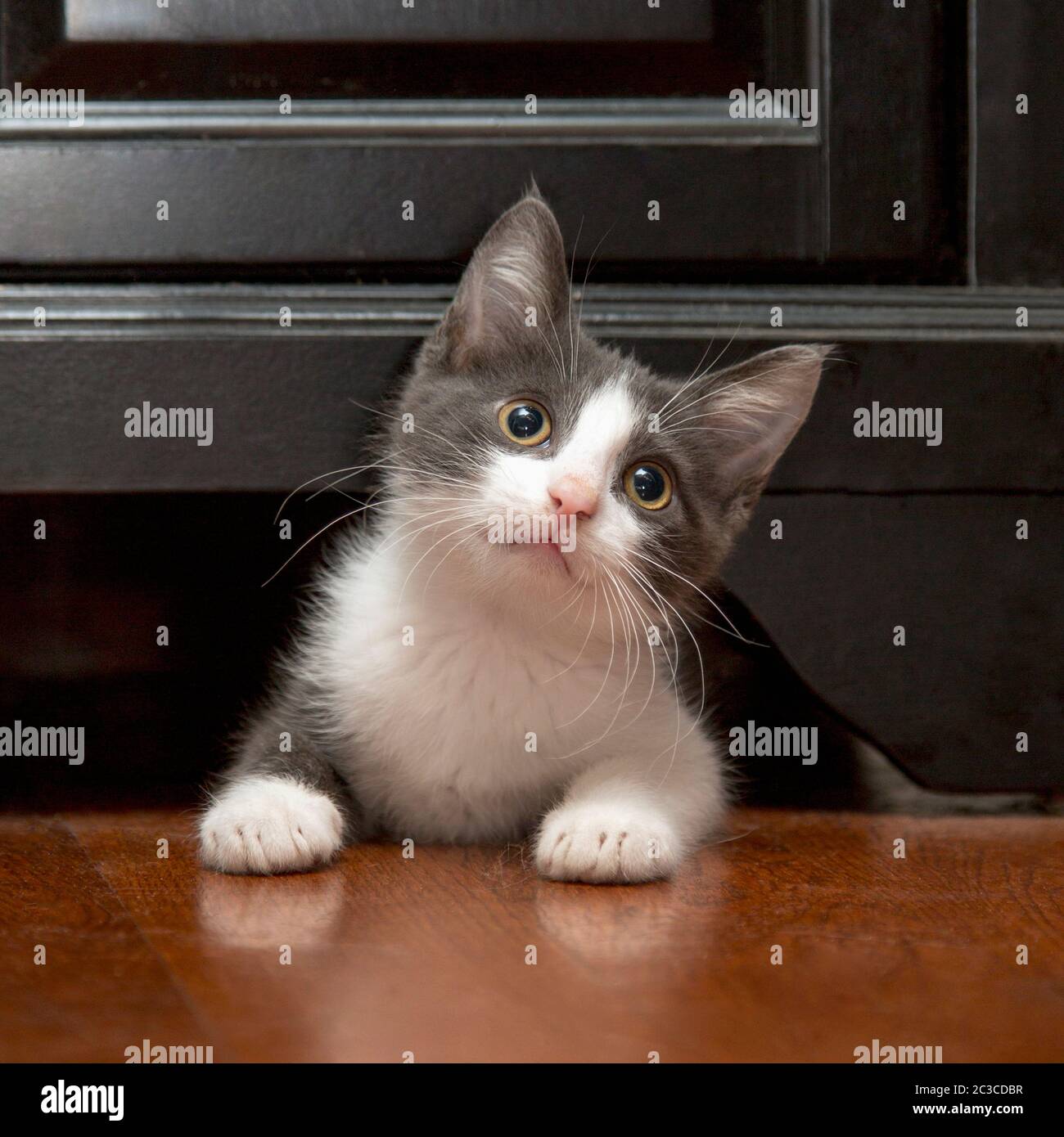 Ritratto di un piccolo gattino bianco e grigio fuzzy Foto Stock