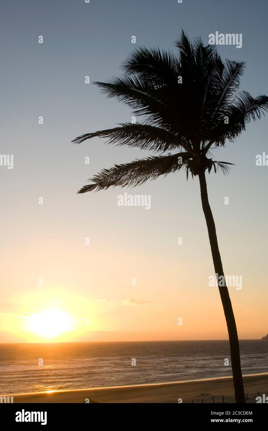Palma silhouette contro un cielo tramonto ad Acapulco, Messico Foto Stock