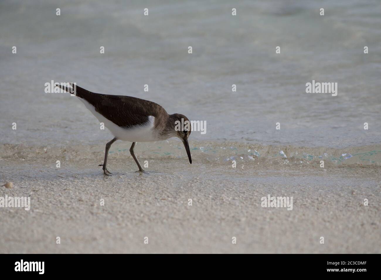 Uccello sulla spiaggia Foto Stock