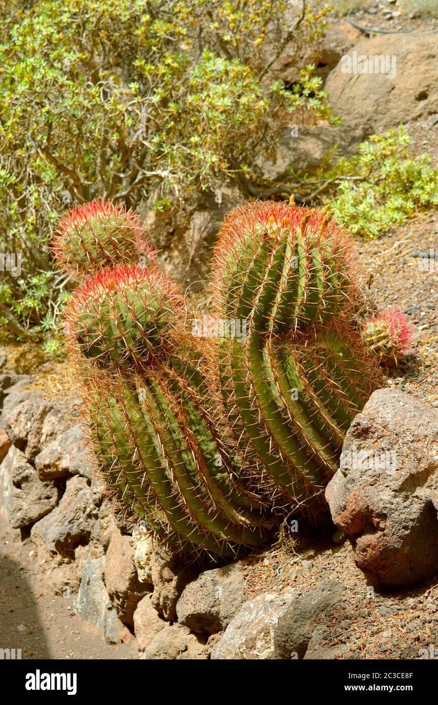 Fuoco messicano Barrel Cactus nome latino Ferocactus staesii Foto Stock