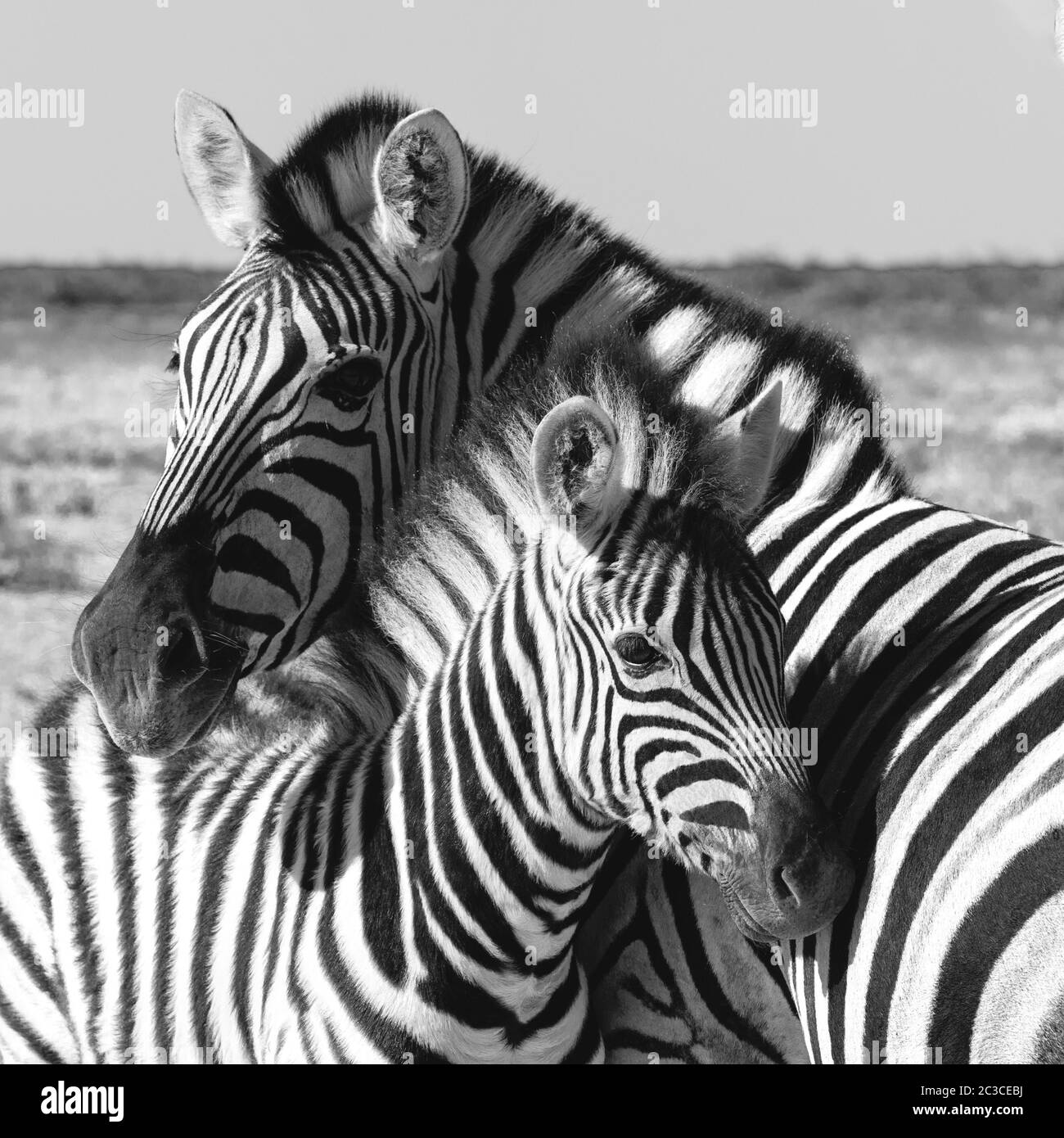 Zebra nel bush, Namibia Africa wildlife Foto Stock