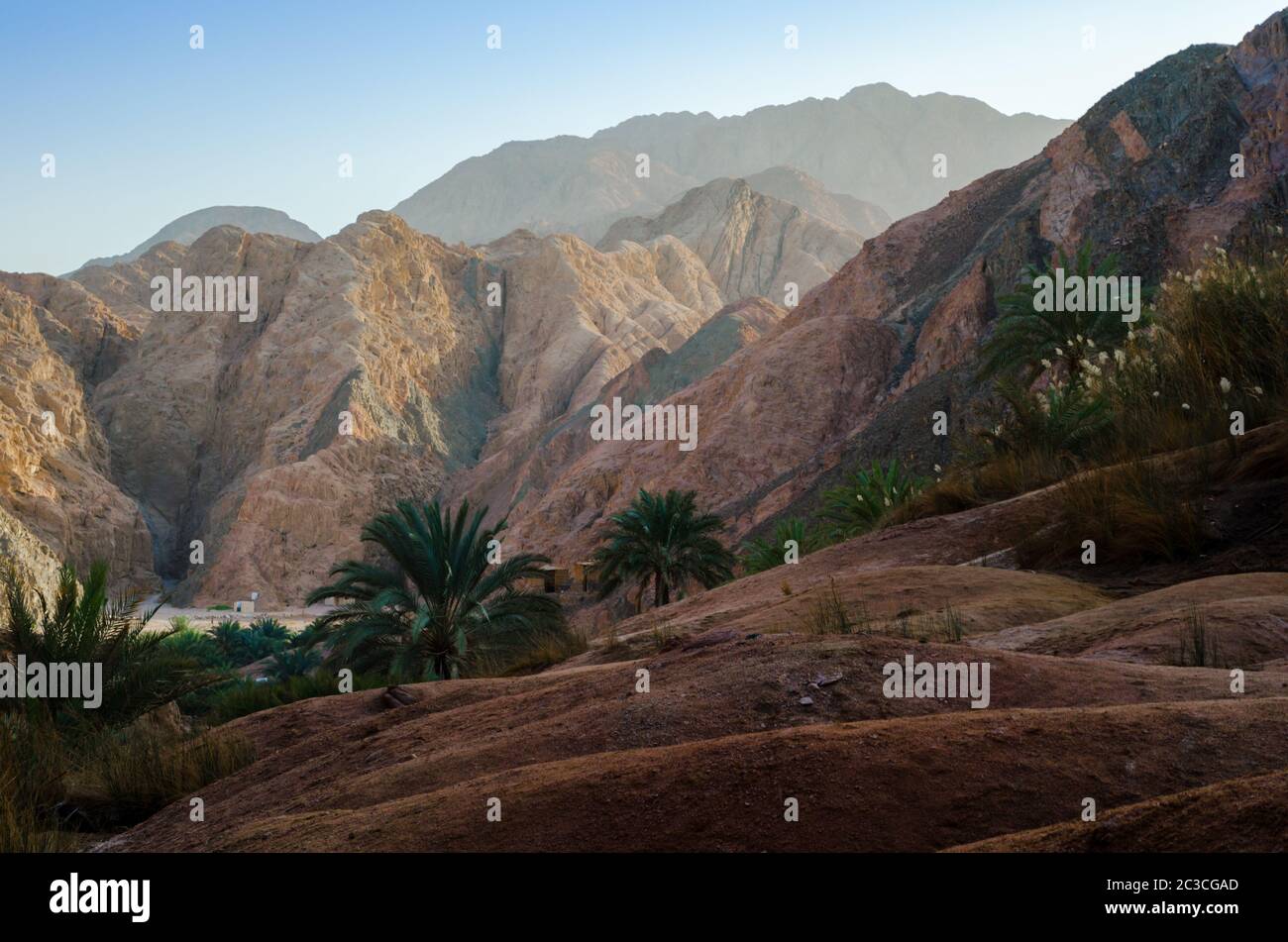 Paesaggio di montagna con palme e piante del deserto di Egitto Dahab Foto Stock