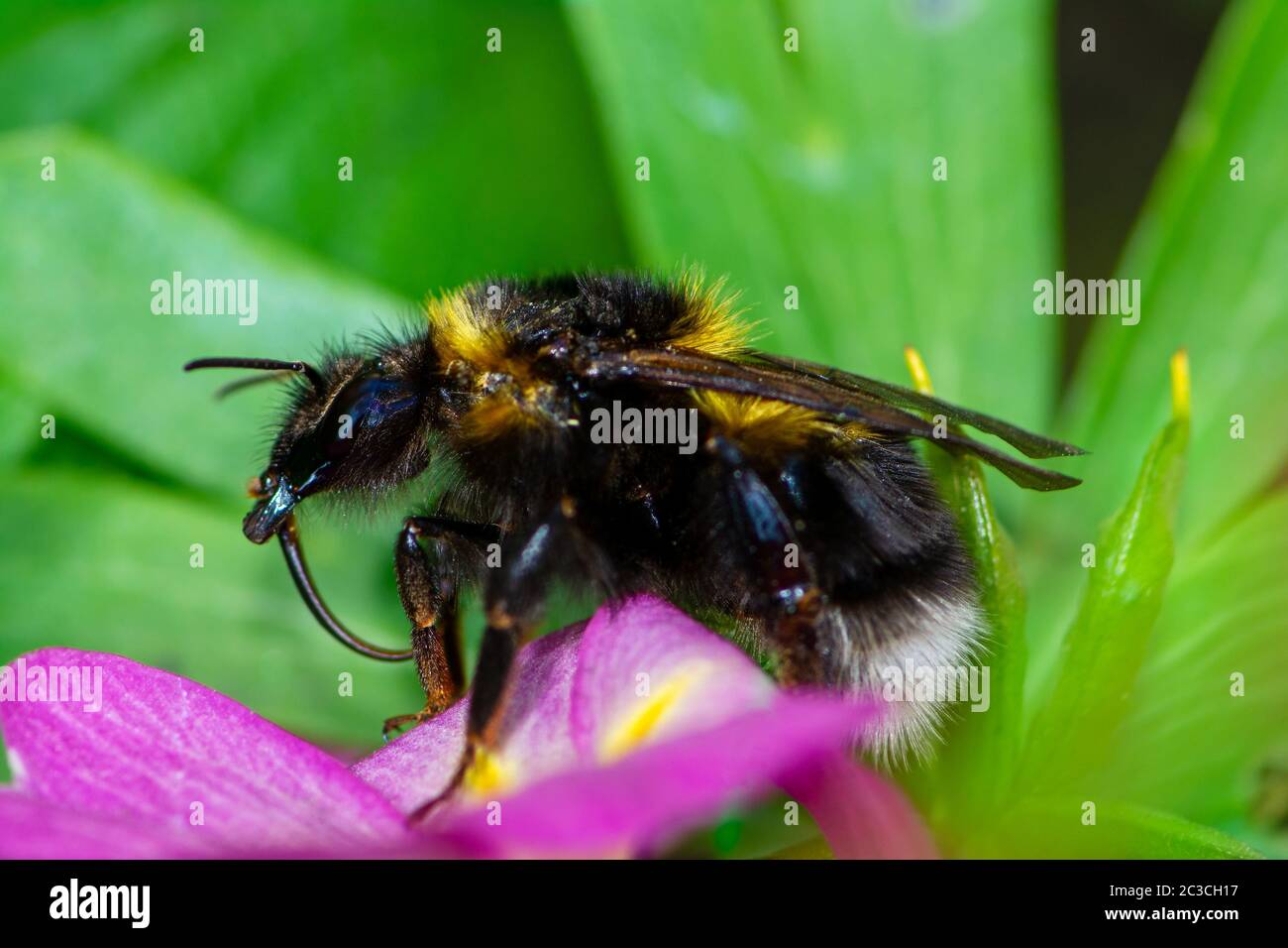 Macro di un bumblebee dalla coda bianca del Nord (Bombus magnus) Foto Stock