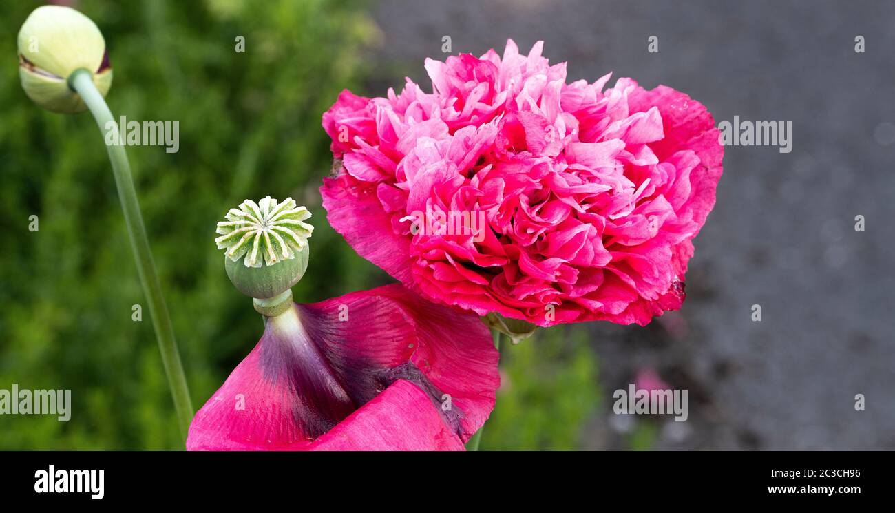 Un bel Pink doppio Opium Poppy fiore e testa di seme in un giardino in Alsazia Cheshire Inghilterra Regno Unito Foto Stock