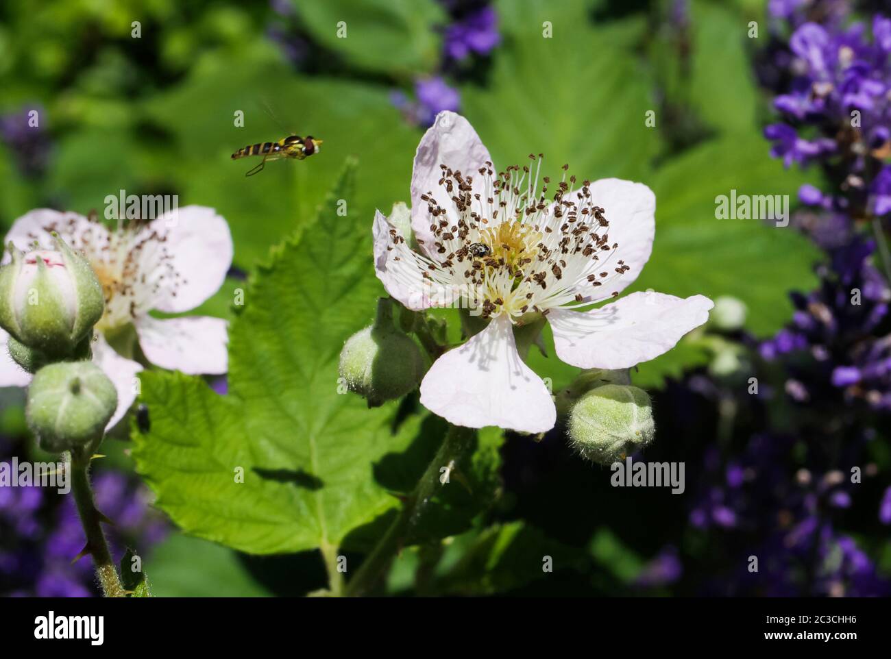 Macro primo piano di fiori e gemme rosa e bianchi isolati di mora (rubus) con un'ape volante (api mellifera), sfondo verde sfocato Foto Stock