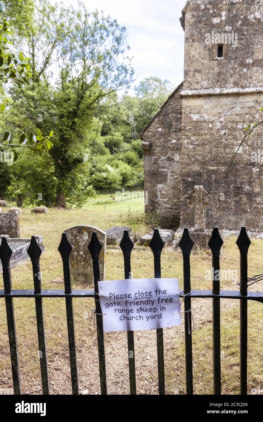 Pascolo di pecore nel cortile della chiesa sassone di San Michele nel villaggio di Cotswold di Duntisbourne Rouse, Gloucestershire UK Foto Stock