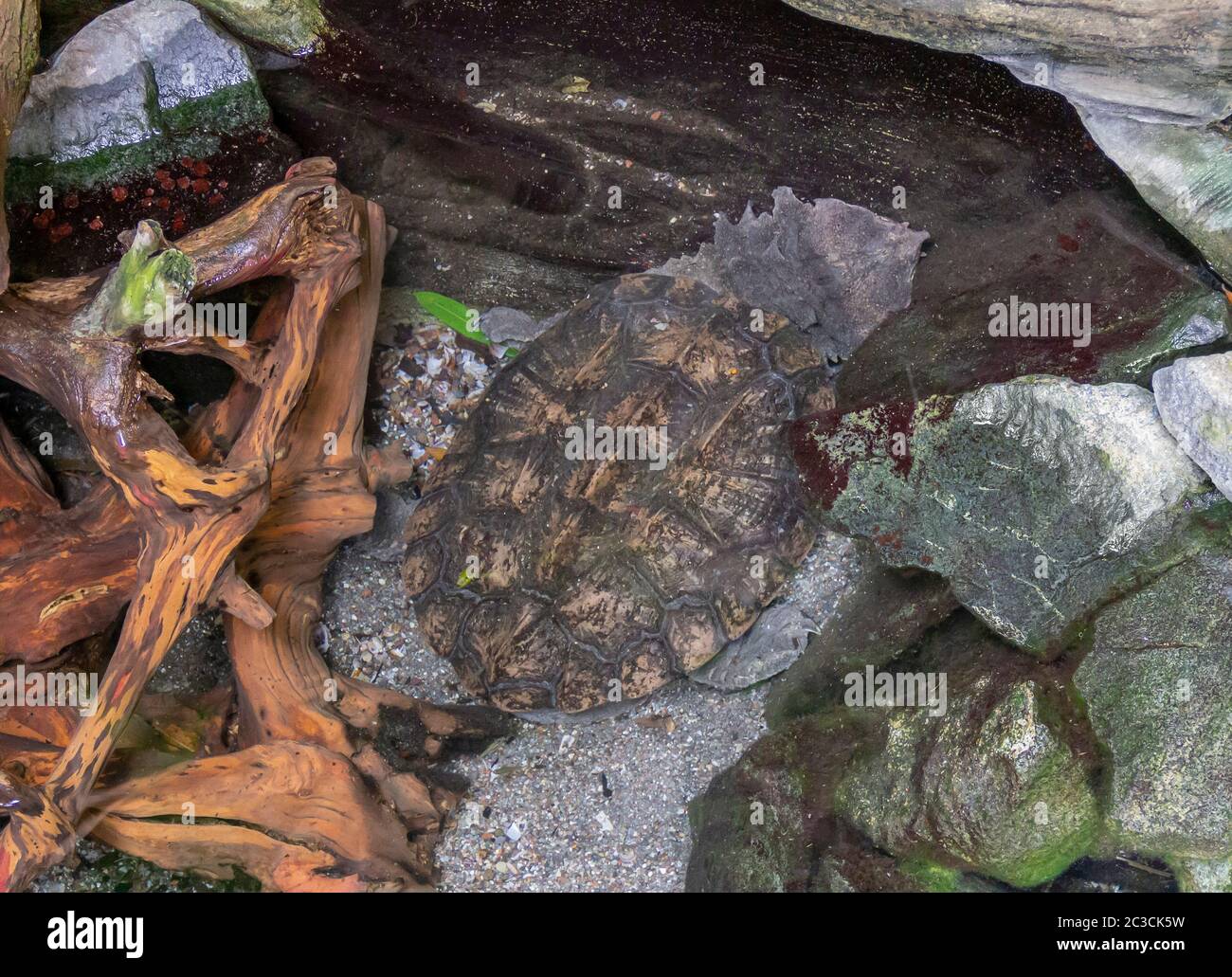 Alta angolazione che mostra un Mata mata turtle in ambiente ripariale Foto Stock
