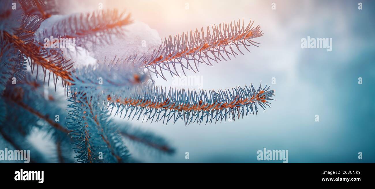 Sfondo invernale, ramo di un abete ricoperto di neve su sfondo blu freddo, fiaba invernale, sorprendente natura invernale Foto Stock