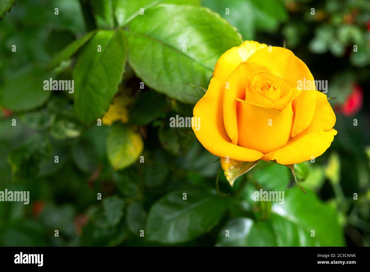 Singola bella rosa gialla fresca fiorisce su cespuglio in giardino in estate. Una testa di fiore. Messa a fuoco selettiva. Spazio di copia per il testo. Primo piano. All'aperto. Foto Stock
