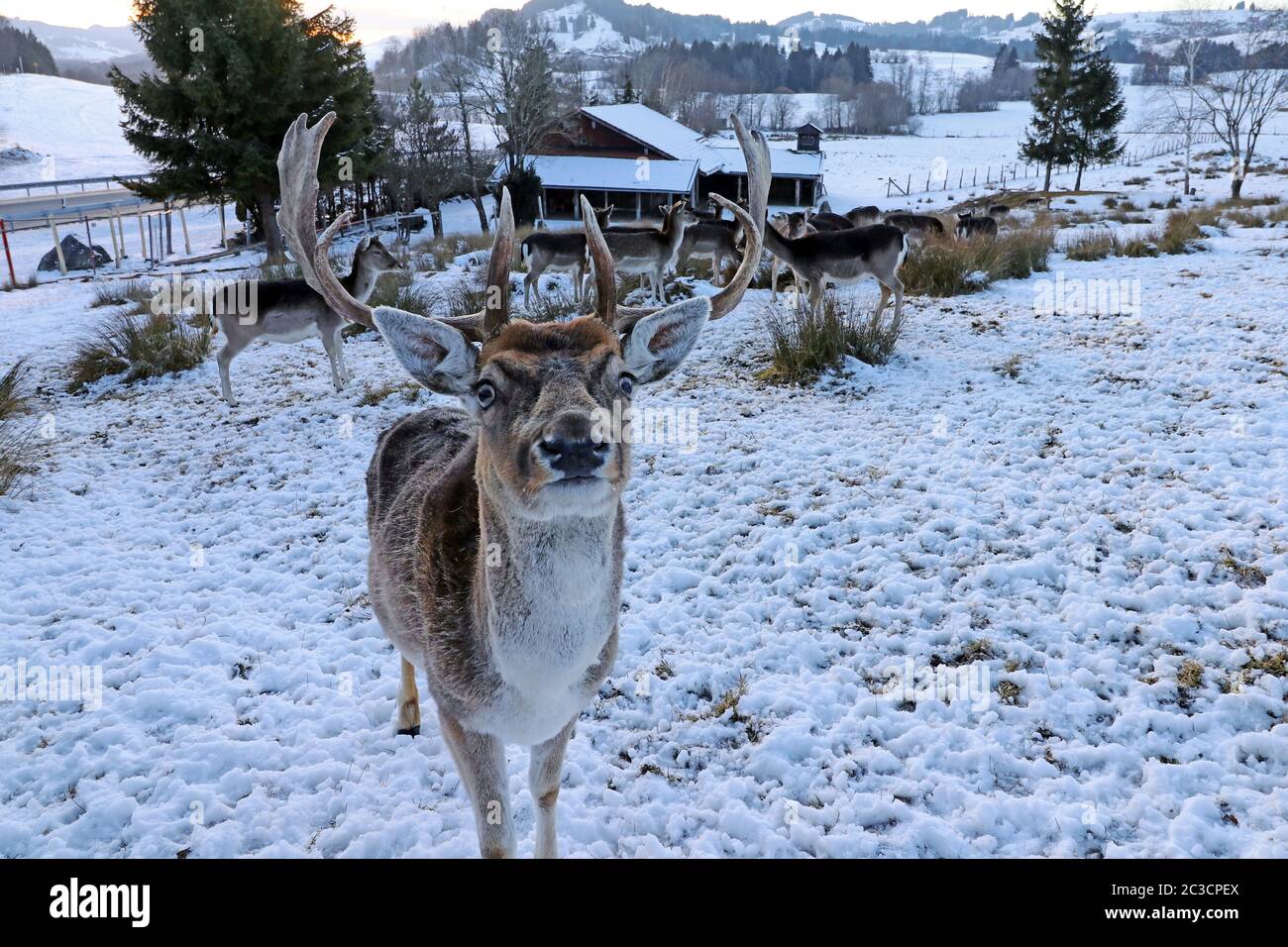 Grandangolo di un daino con la sua mandria in inverno nella neve Foto Stock