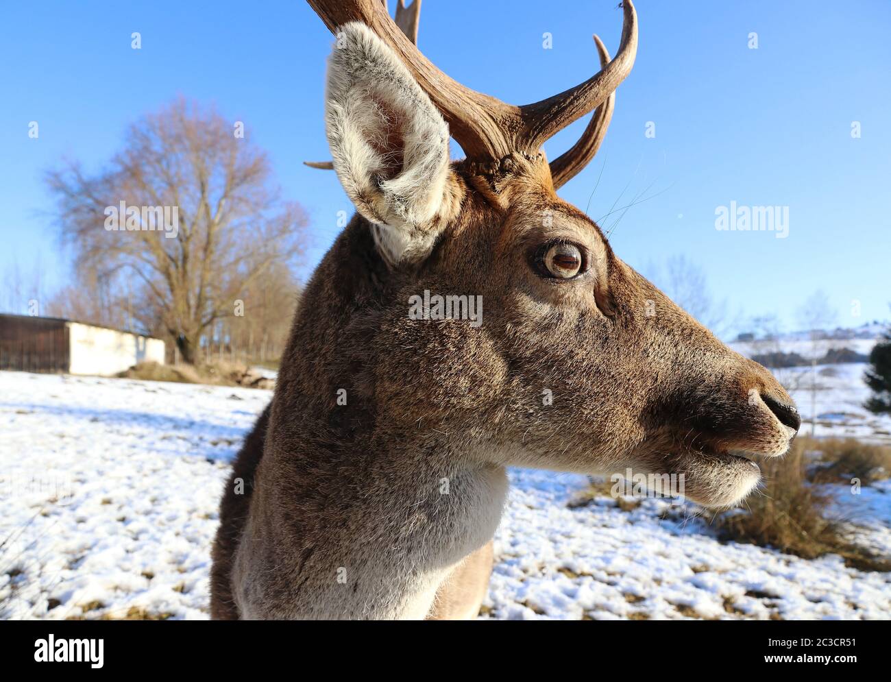 Ampio angolo di un cervo fiaboso con corna in inverno nella neve Foto Stock