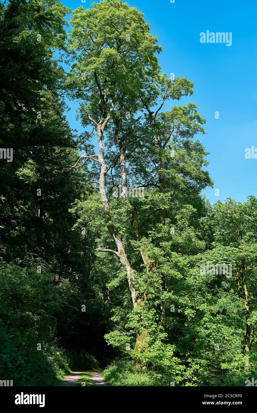 Acero Sycamore (Acer pseudoplatanus) su un sentiero nella Foresta Turingia Foto Stock