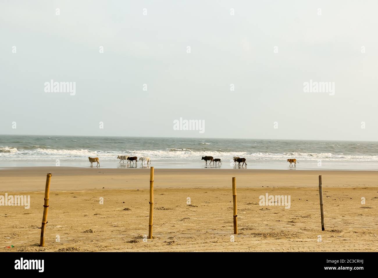 Santo le mucche al pascolo in gruppi trascorrere giorni ensoleillement se stessi nella calda sabbia sul mare di Goa Beach. Oceano Indiano in background. Animali domestici nel selvaggio n Foto Stock