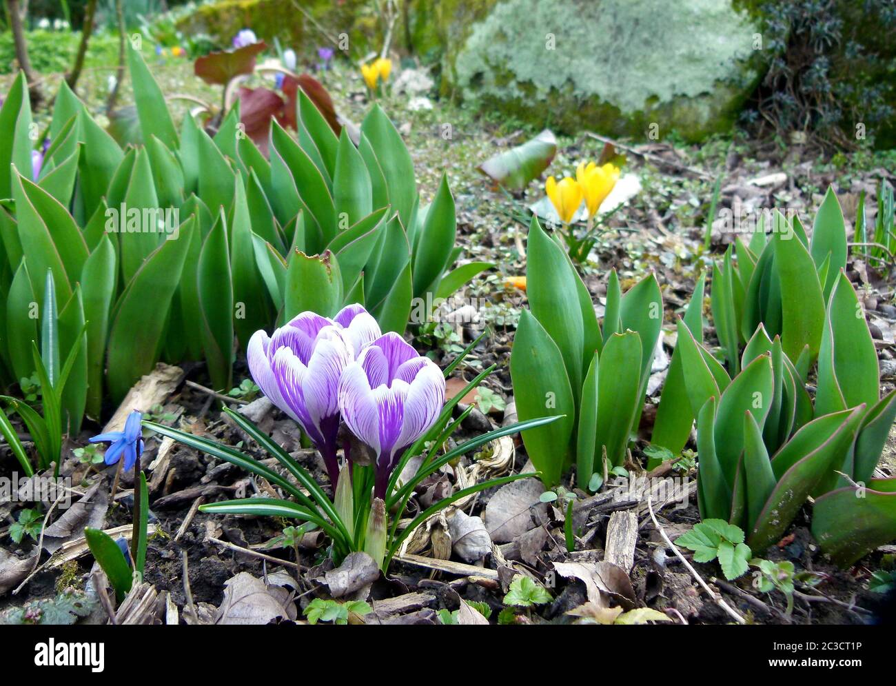 Croci fioriti bianchi e viola nel giardino primaverile Foto Stock
